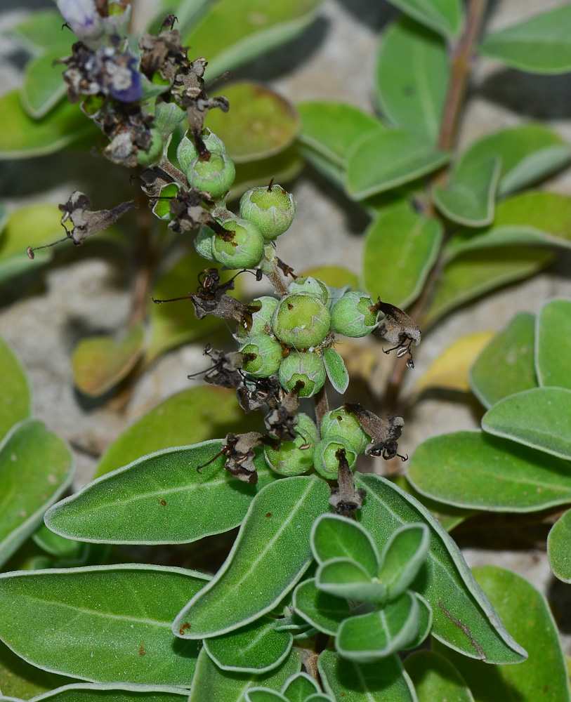 Изображение особи Vitex trifolia ssp. litoralis.