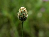 Centaurea rigidifolia. Нераскрывшееся соцветие. Воронежская обл., г. Воронеж, ООПТ Памятник природы «Ботанический сад ВГУ имени Б.М. Козо-Полянского», поляна в лиственном лесу. 28.07.2015.