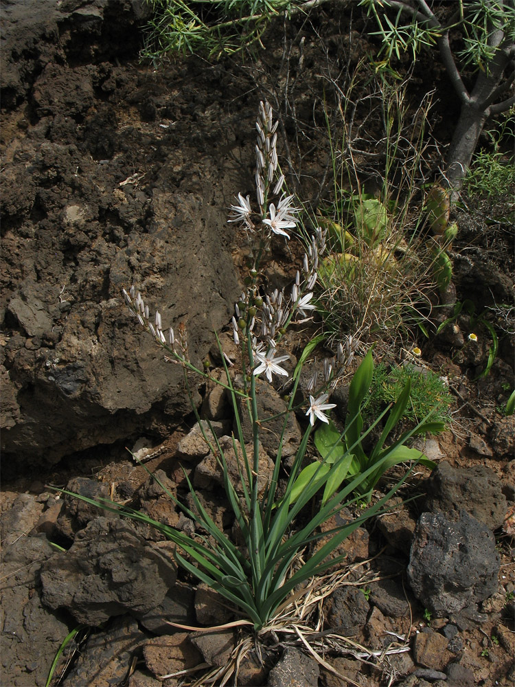 Изображение особи Asphodelus ramosus ssp. distalis.