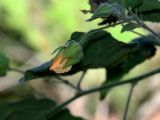 Abutilon grandifolium