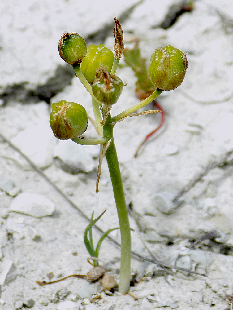 Image of Ornithogalum navaschinii specimen.