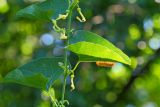 Aristolochia clematitis