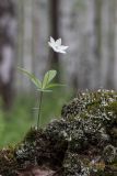 Trientalis europaea