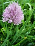 Allium schoenoprasum