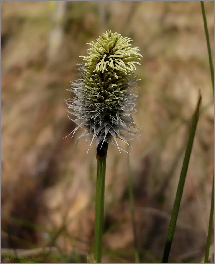 Изображение особи Eriophorum vaginatum.