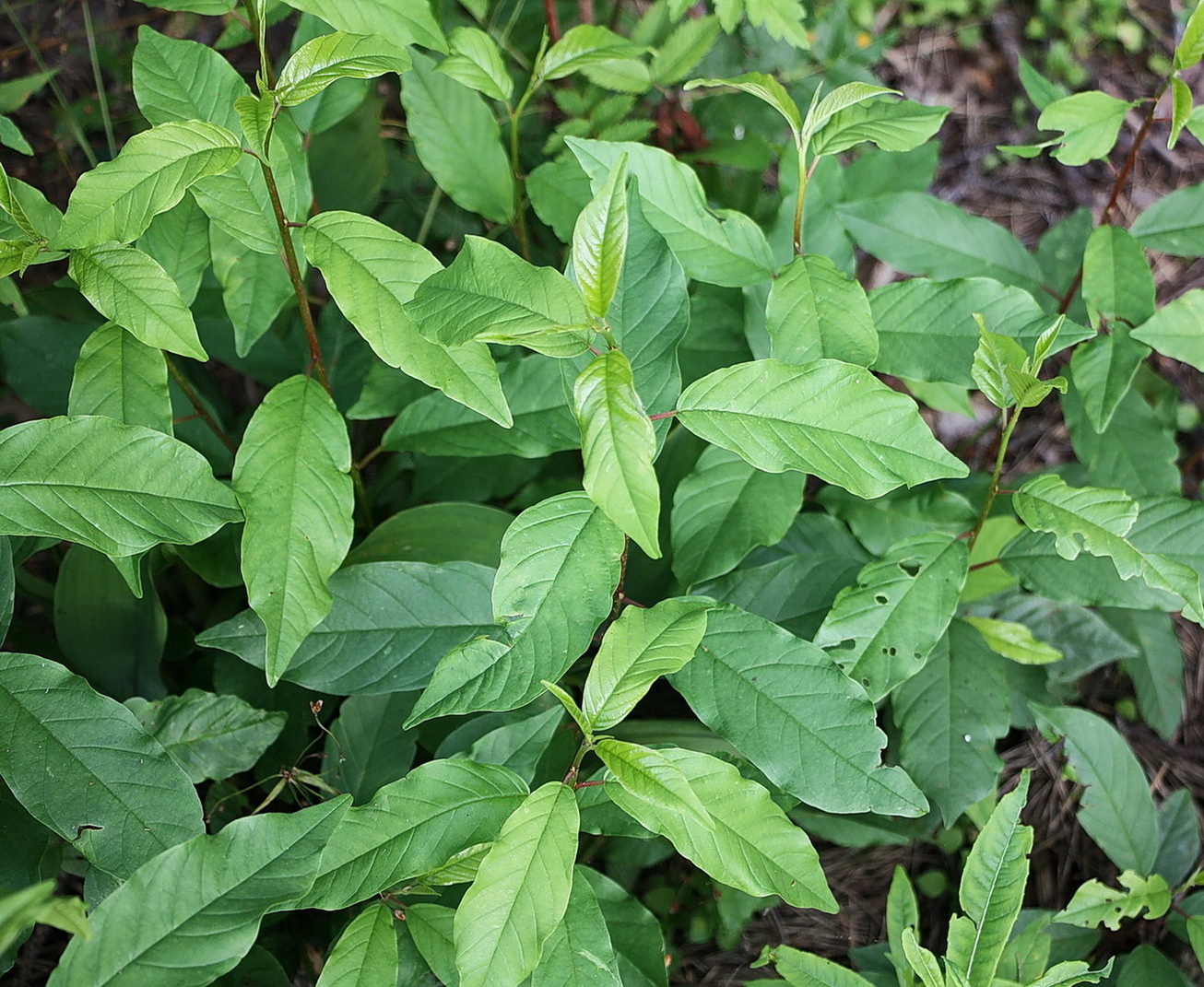 Изображение особи Frangula alnus.