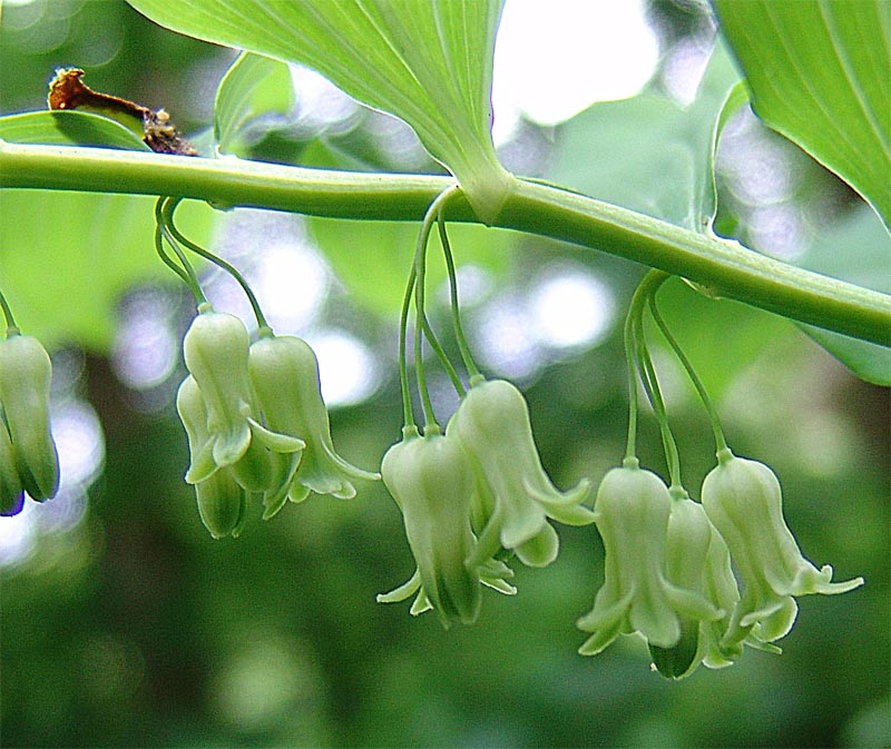 Изображение особи Polygonatum orientale.