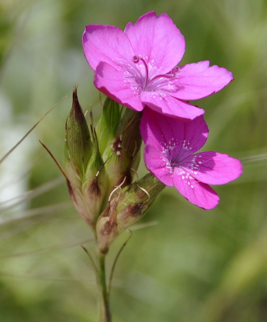 Изображение особи Dianthus giganteus.