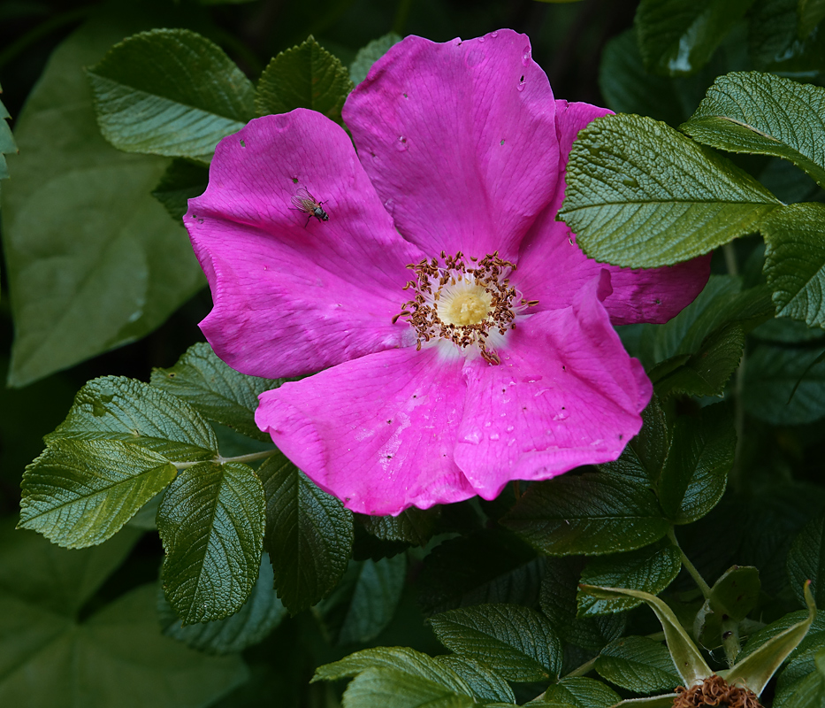 Изображение особи Rosa rugosa.