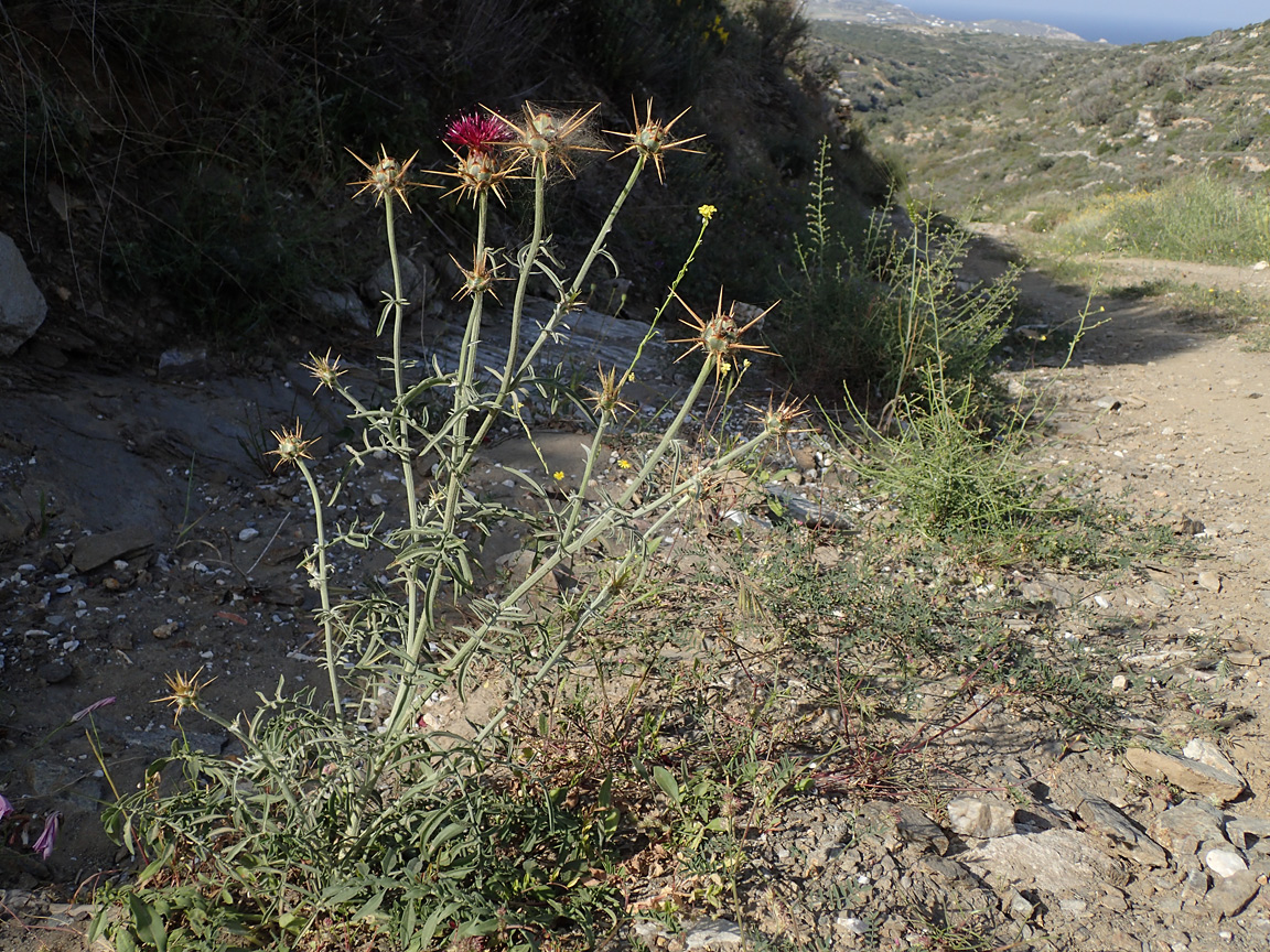 Изображение особи Centaurea laconica.