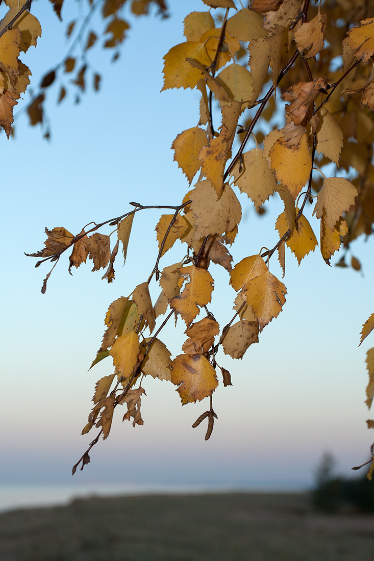 Изображение особи Betula pendula.