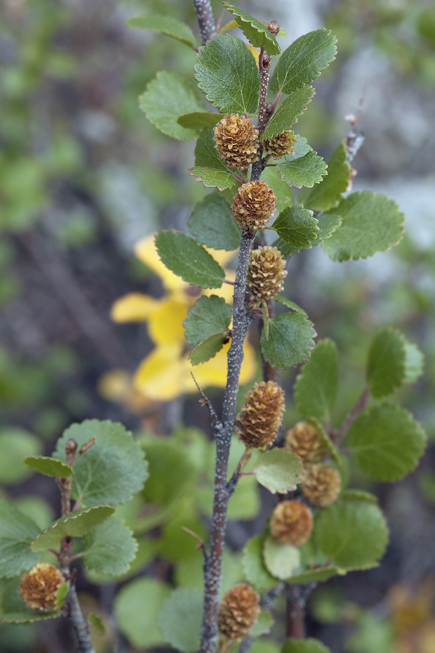 Image of Betula rotundifolia specimen.