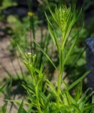 Conyza canadensis