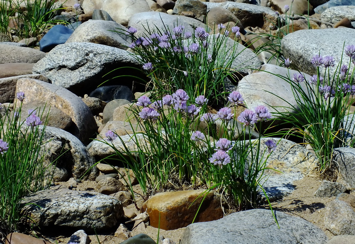 Изображение особи Allium schoenoprasum.