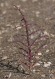 Salicornia perennans. Вегетирующее растение. Краснодарский край, ГО Анапа, окр. ст. Благовещенская, Витязевский лиман, на обсохшем дне. 04.08.2019.