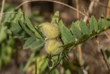 Astragalus cicer