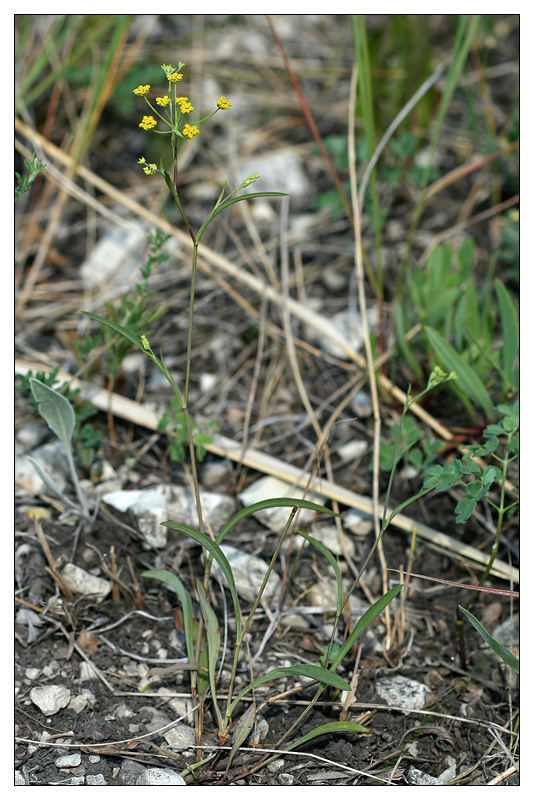 Image of Bupleurum falcatum specimen.