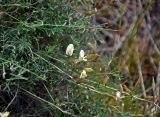 Astragalus ucrainicus. Верхушки побегов с соцветиями. Астраханская обл., Богдинско-Баскунчакский заповедник, гора Большое Богдо, сухой склон. 01.05.2019.