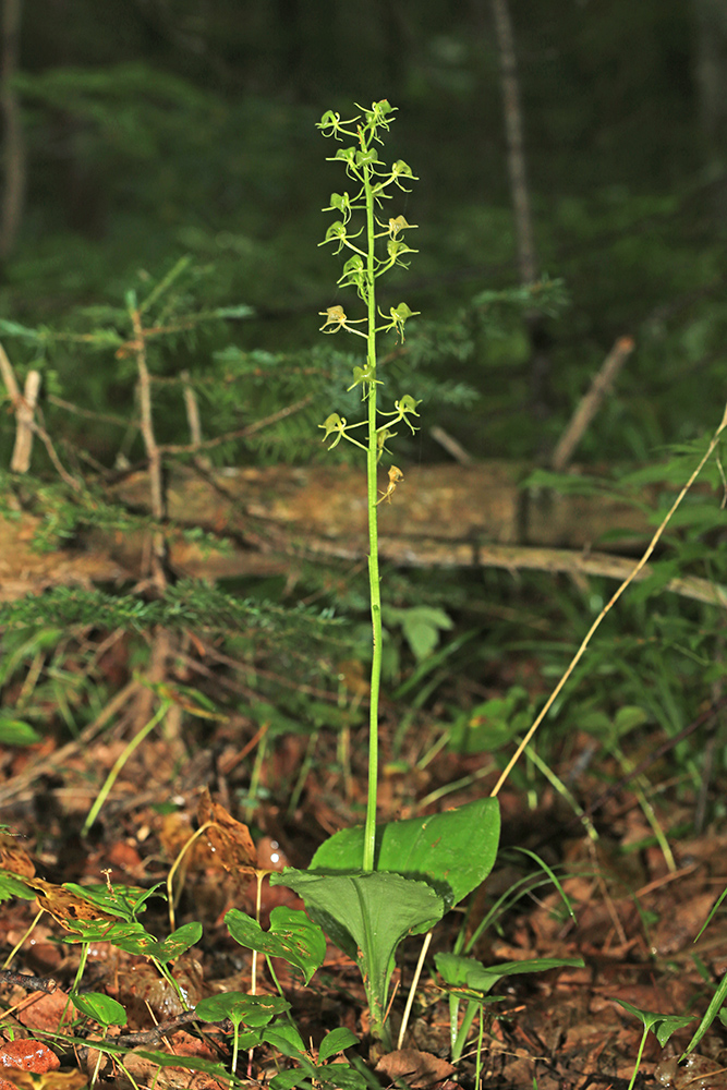 Изображение особи Liparis japonica.