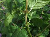 Mentha canadensis