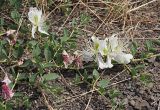 Capparis herbacea