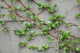 Hydrangea petiolaris