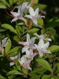 Rhododendron arborescens. Цветки и листья. Санкт-Петербург, парк Ботанического сада БИН РАН, в культуре. 22.06.2022.