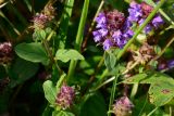 Prunella vulgaris. Верхушки побегов с соцветиями. Краснодарский край, Лазаревский р-н, мкр-н Дагомыс, гора Успенка, 120 м н.у.м., поляна. 04.11.2022.