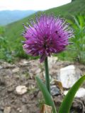 Allium platyspathum. Верхушка цветущего растения с рыжим лесным муравьем. Казахстан, Сев. Тянь-Шань, хр. Кетмень, окр. рудника \"Туюк\", склон сев. экспозиции, ≈ 2000 м н.у.м., у опушки нижней границы елового пояса. 23 мая 2016 г.