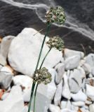 Allium psebaicum