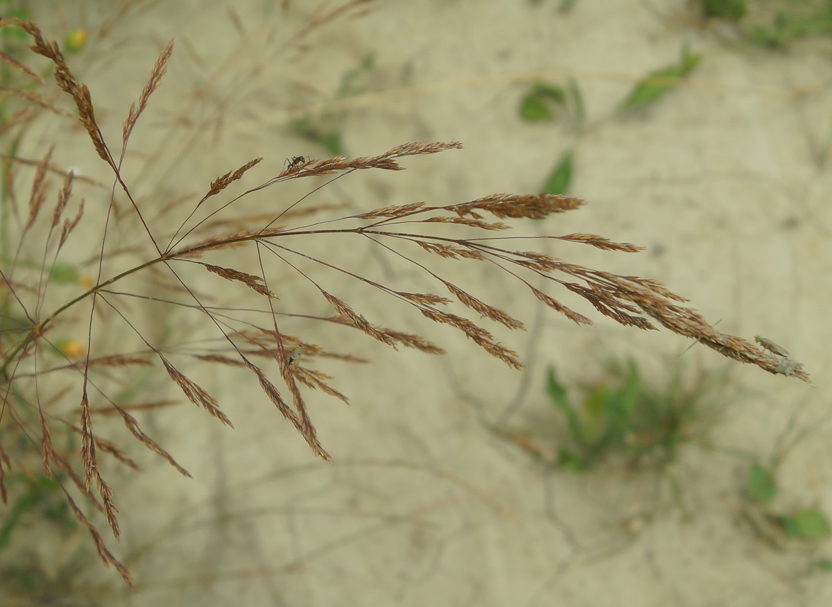 Изображение особи Agrostis gigantea.