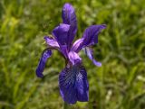 Iris sibirica