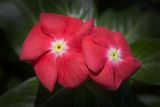 Catharanthus roseus. Цветки. Израиль, г. Бат-Ям, в культуре. 12.11.2023.