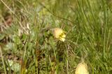 Pulsatilla albana