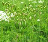 Chaerophyllum aromaticum