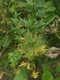 Aconitum nasutum