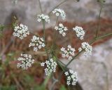 Scaligeria napiformis. Соцветие. Israel, Mount Carmel. Апрель 2008 г.