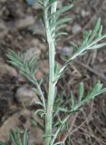 Centaurea sterilis