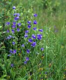 Campanula persicifolia