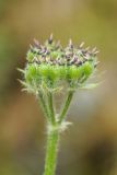 семейство Apiaceae. Соплодие. Казахстан, хр. Кетмень, ущ. Алтынгень. 07.08.2013.