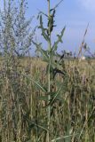 Lactuca serriola