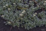 Artemisia glomerata