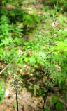 Calamagrostis arundinacea