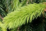 Picea abies. Молодой побег ('Inversa'). Германия, г. Дюссельдорф, Ботанический сад университета. 04.05.2014.