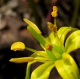 Gagea lutea. Цветок. Архангельская обл., Приморский р-н, близ р. Ижма. 23.05.2014.