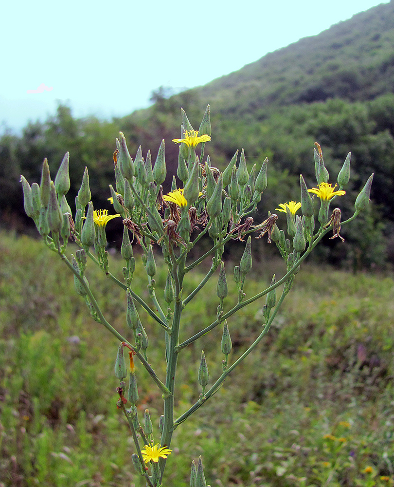 Изображение особи Lactuca chaixii.