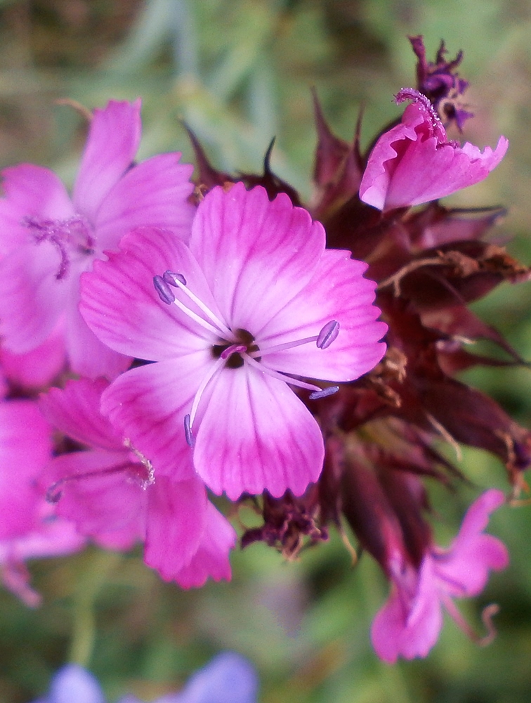 Изображение растения Dianthus andrzejowskianus.