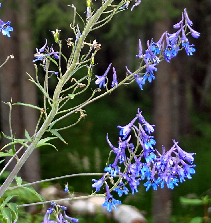 Изображение особи Delphinium elatum.