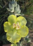 Verbascum undulatum