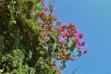 род Bougainvillea